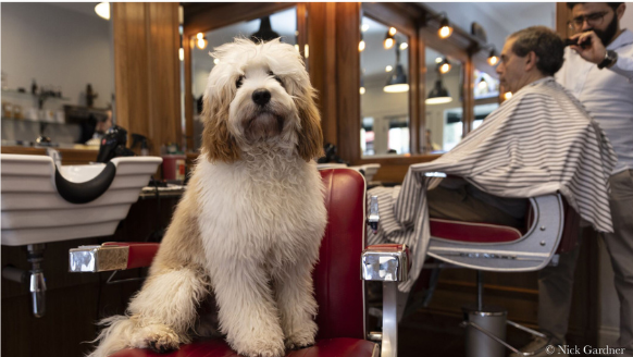 Photo of a dog in a barber's shop by Nick Gardner
